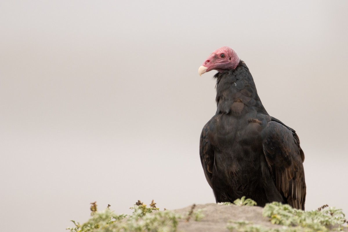 Turkey Vulture - ML616746135