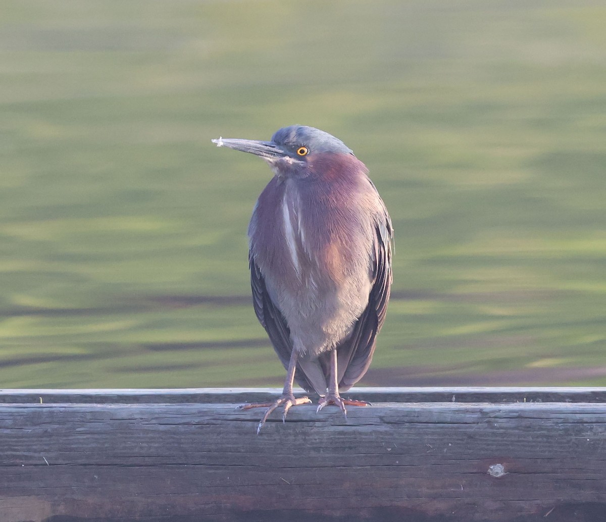 Green Heron - ML616746184