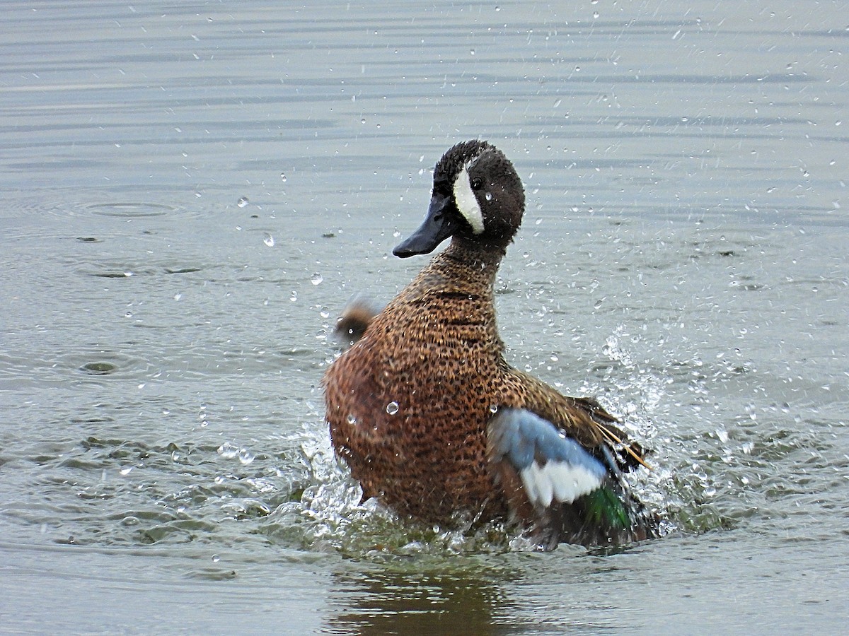 Blauflügelente - ML616746191