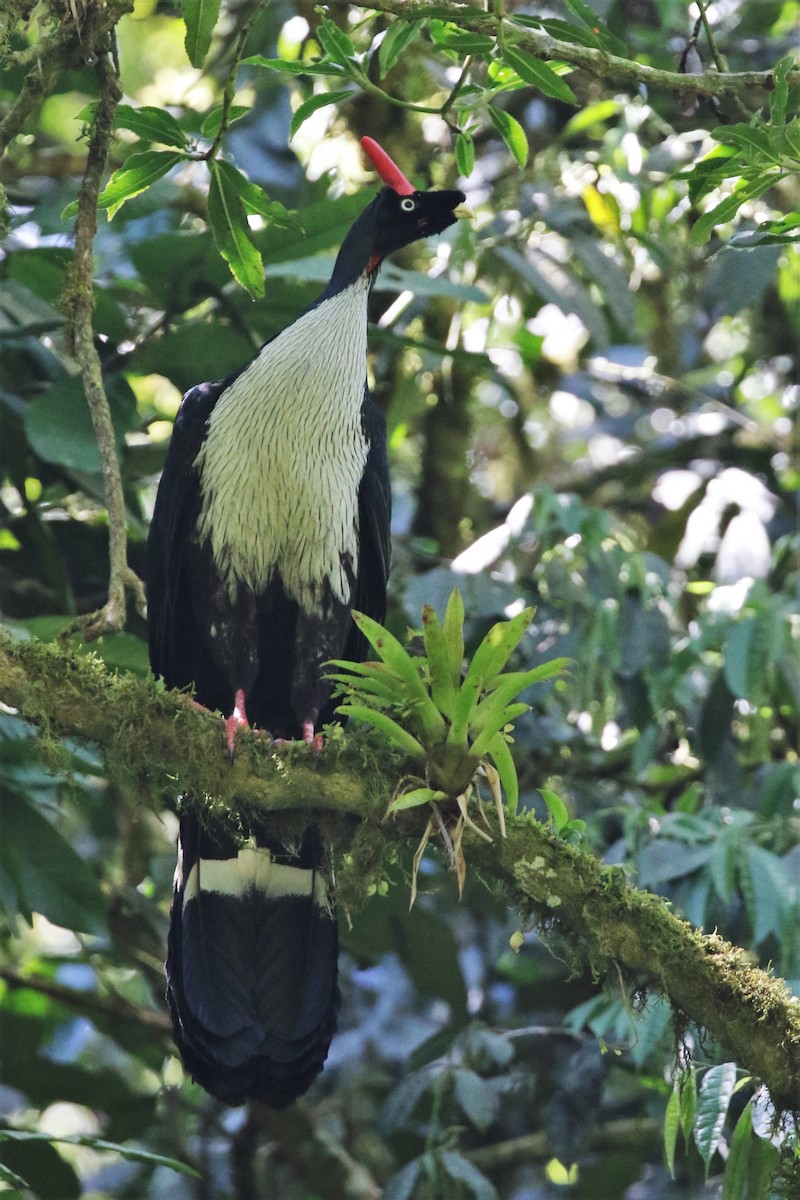 Horned Guan - ML616746204