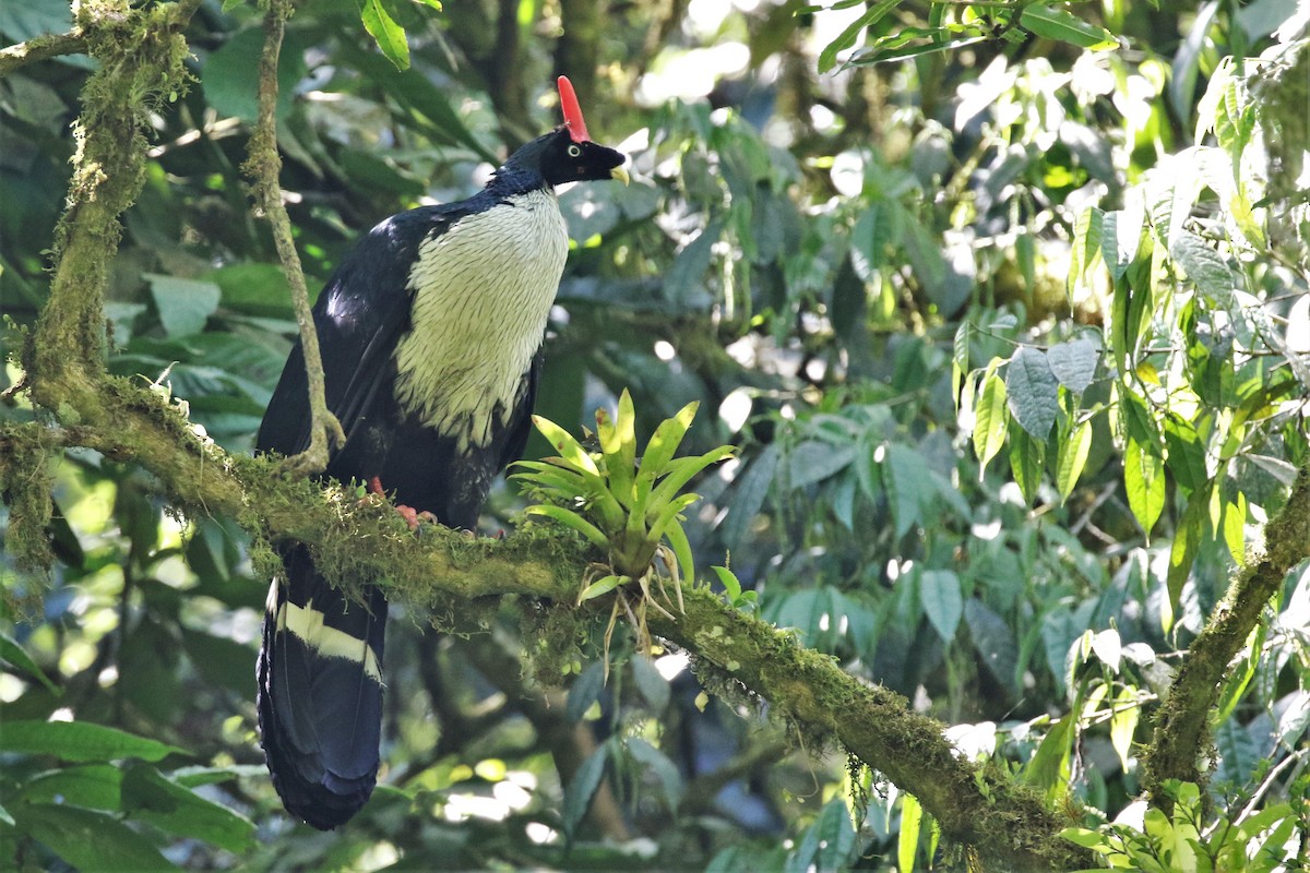 Horned Guan - Brian Gibbons