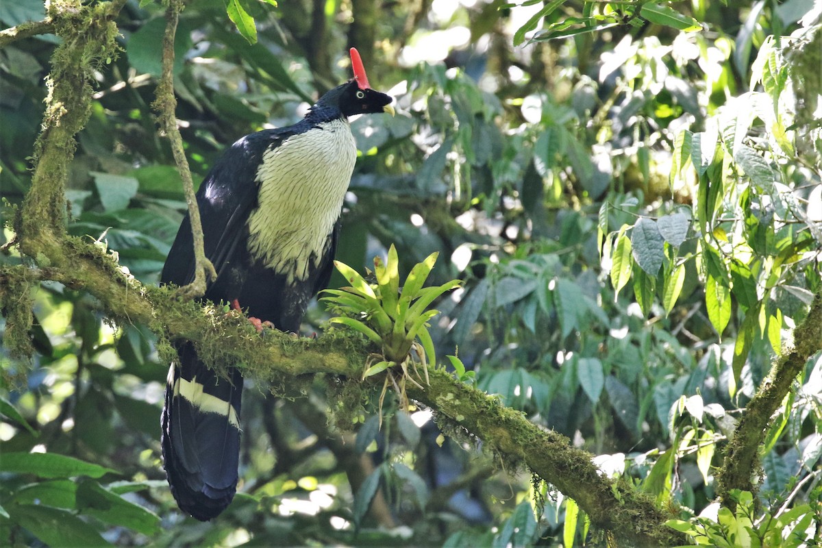 Horned Guan - ML616746205