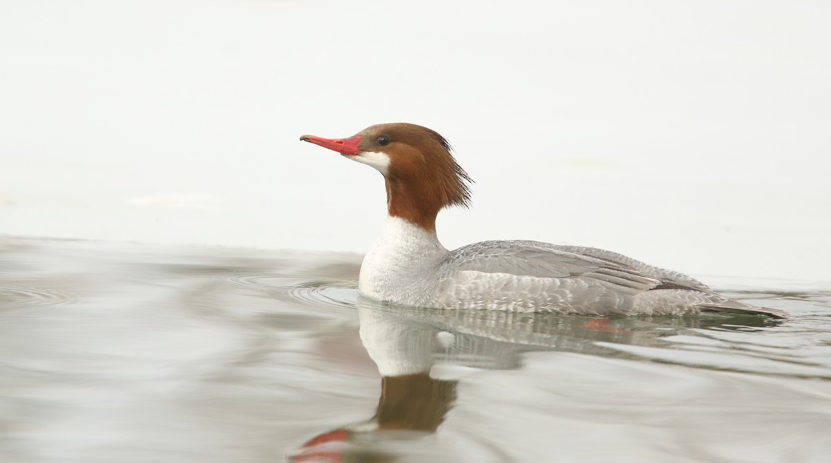 Common Merganser - Luke Seitz