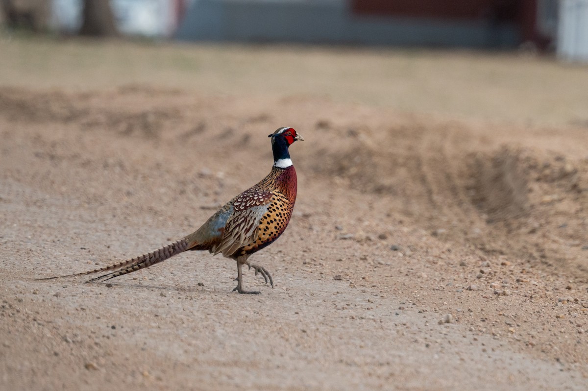 Ring-necked Pheasant - ML616746221