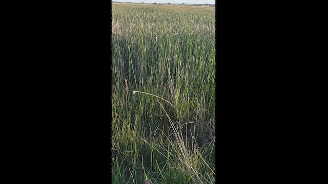 Râle noir - ML616746240