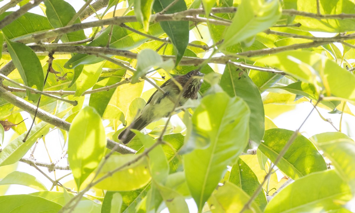 Mindanao Pygmy-Babbler - ML616746245