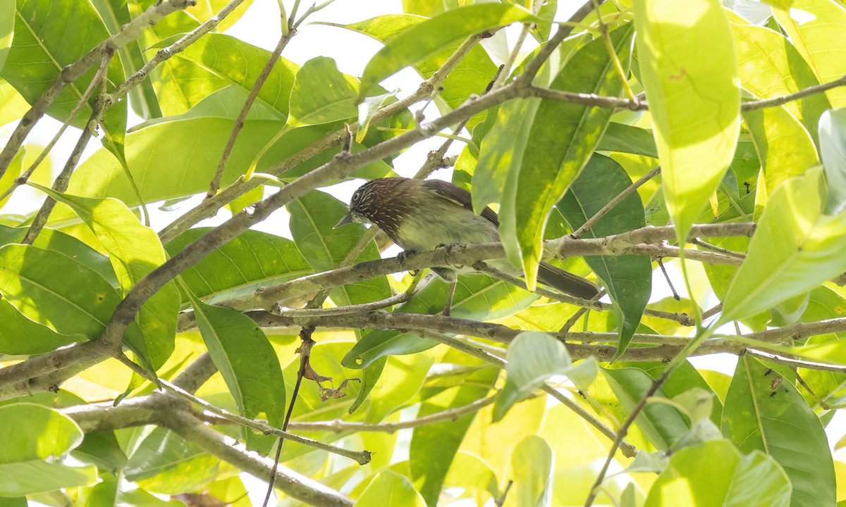 Mindanao Pygmy-Babbler - ML616746246