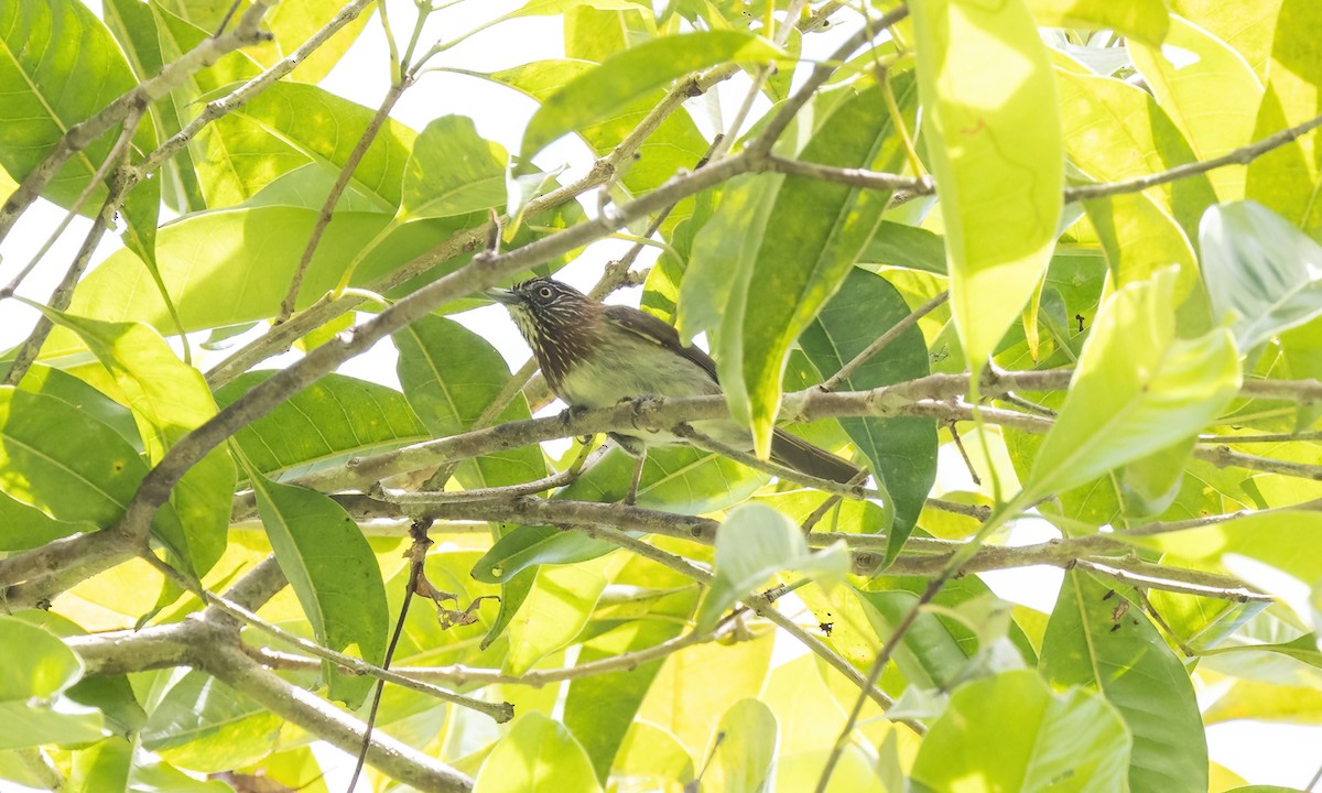 Mindanao Pygmy-Babbler - ML616746248
