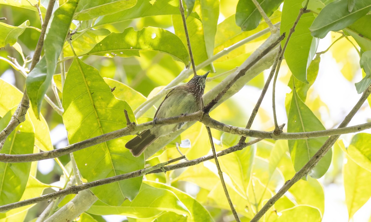 Mindanao Pygmy-Babbler - ML616746249