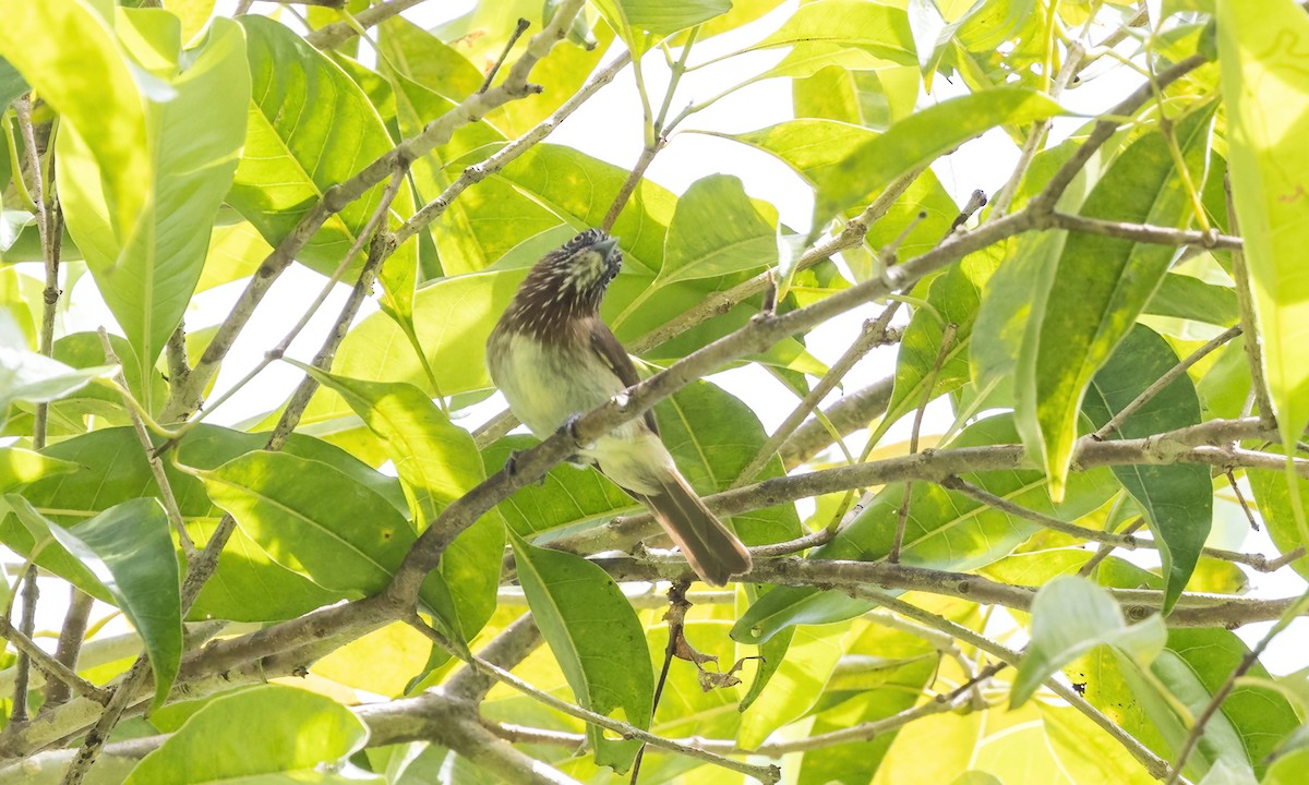 Mindanao Pygmy-Babbler - ML616746250