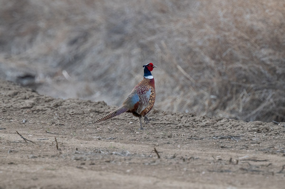 Ring-necked Pheasant - ML616746257