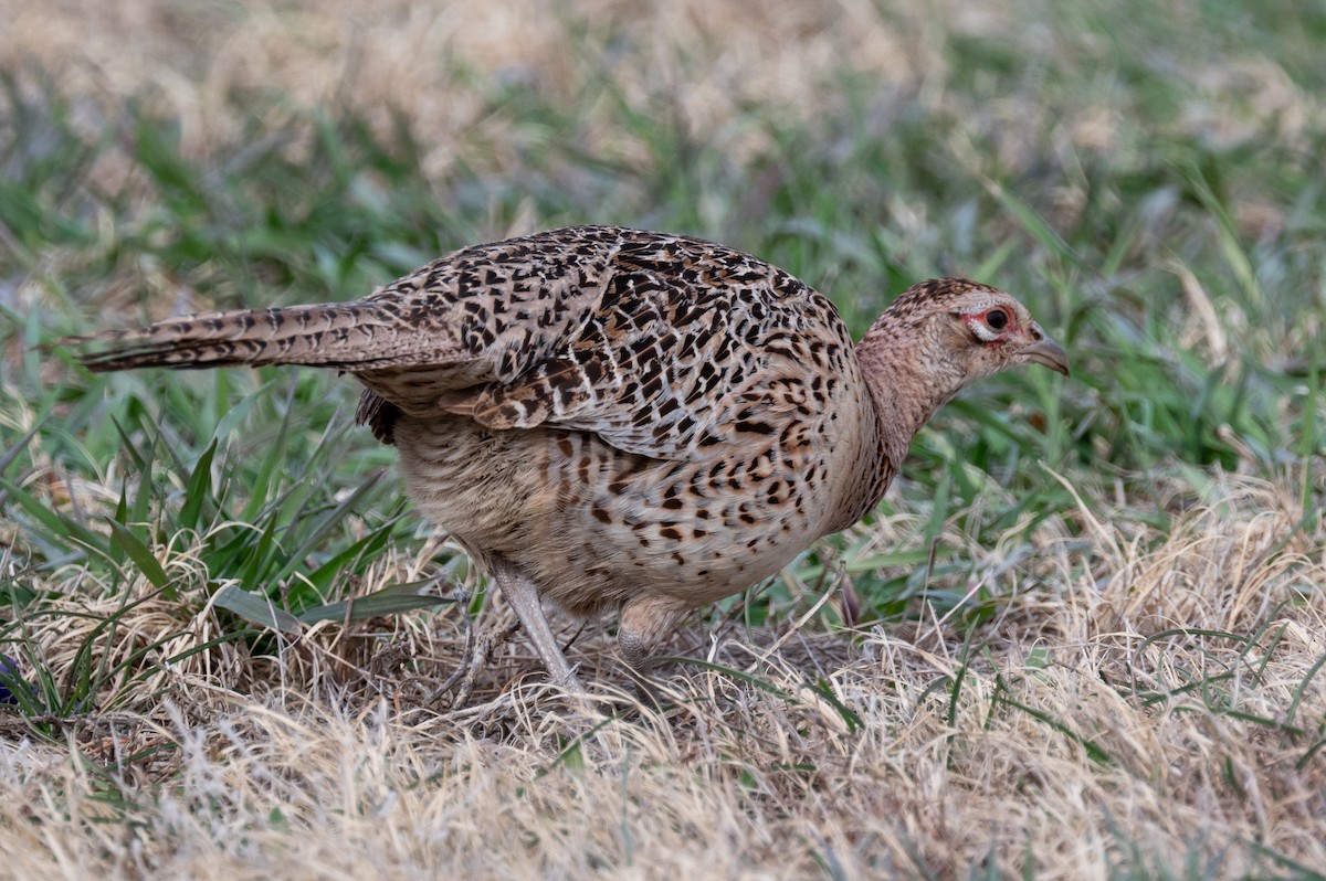 Ring-necked Pheasant - ML616746263