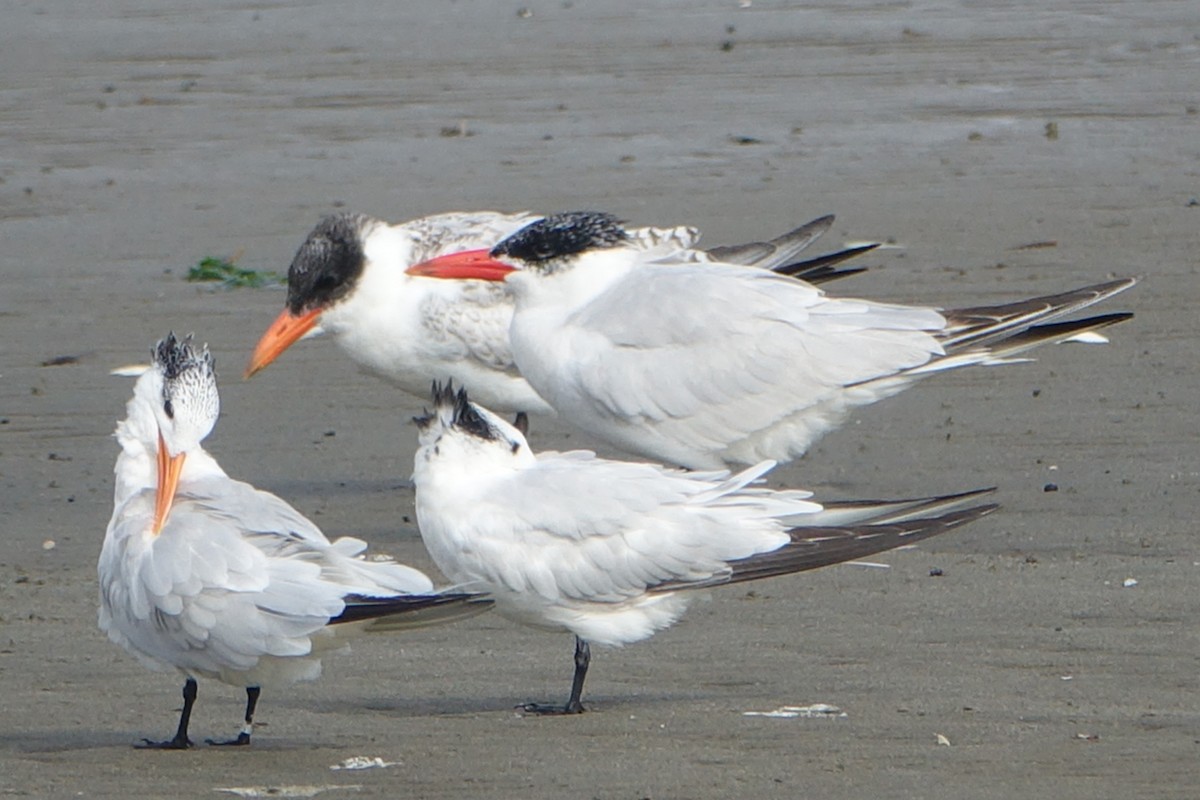 Caspian Tern - ML616746264