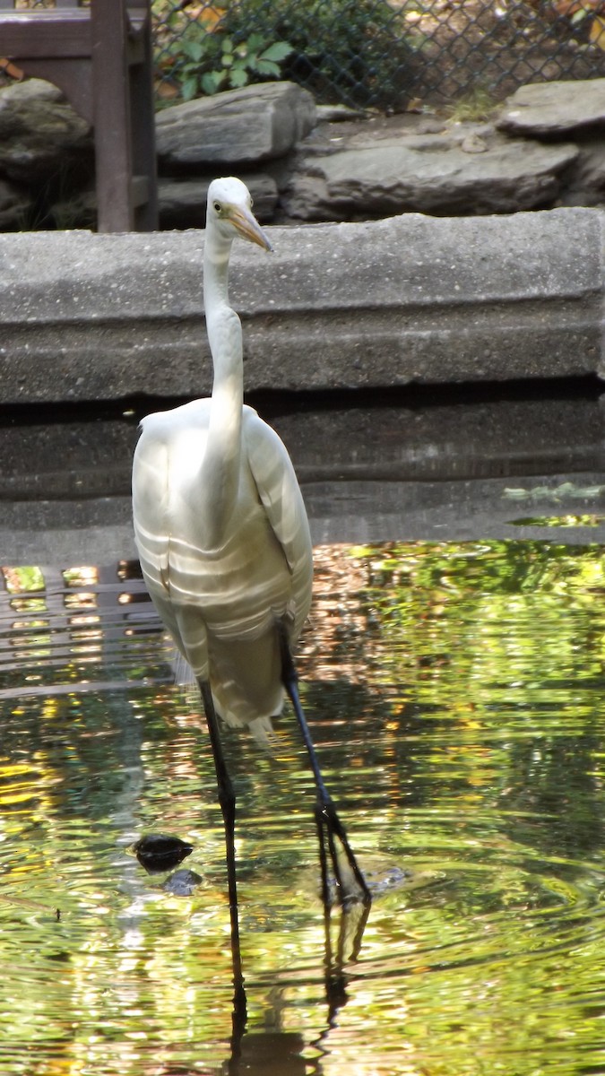 Great Egret - ML61674631