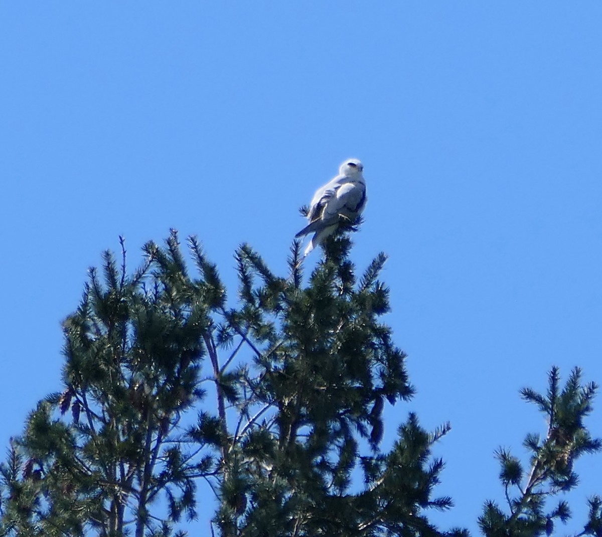 White-tailed Kite - ML616746321