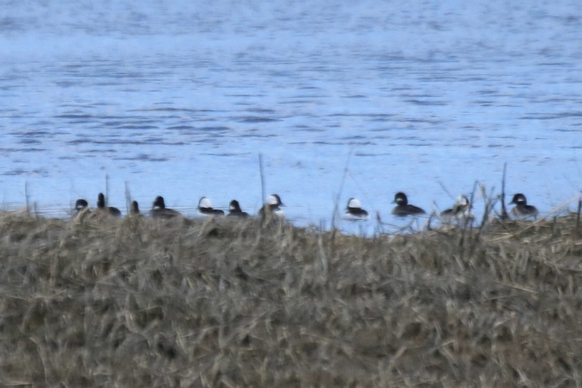 Bufflehead - ML616746353