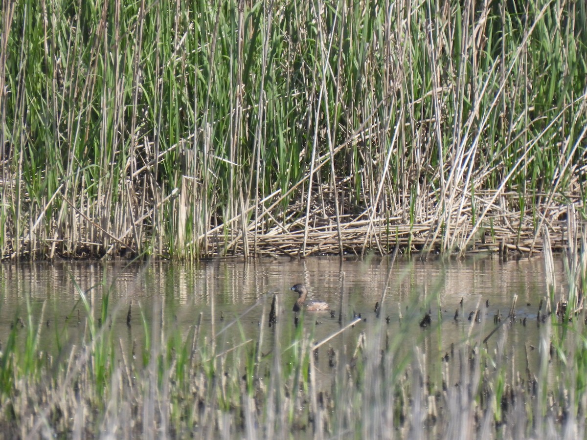 Pied-billed Grebe - ML616746359