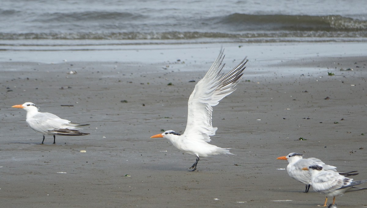 Royal Tern - ML616746378