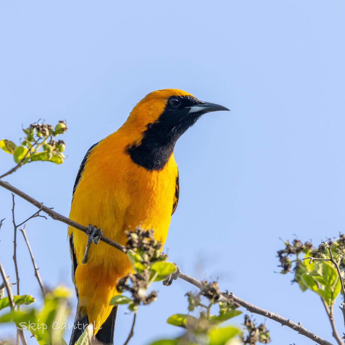 Hooded Oriole - ML616746385