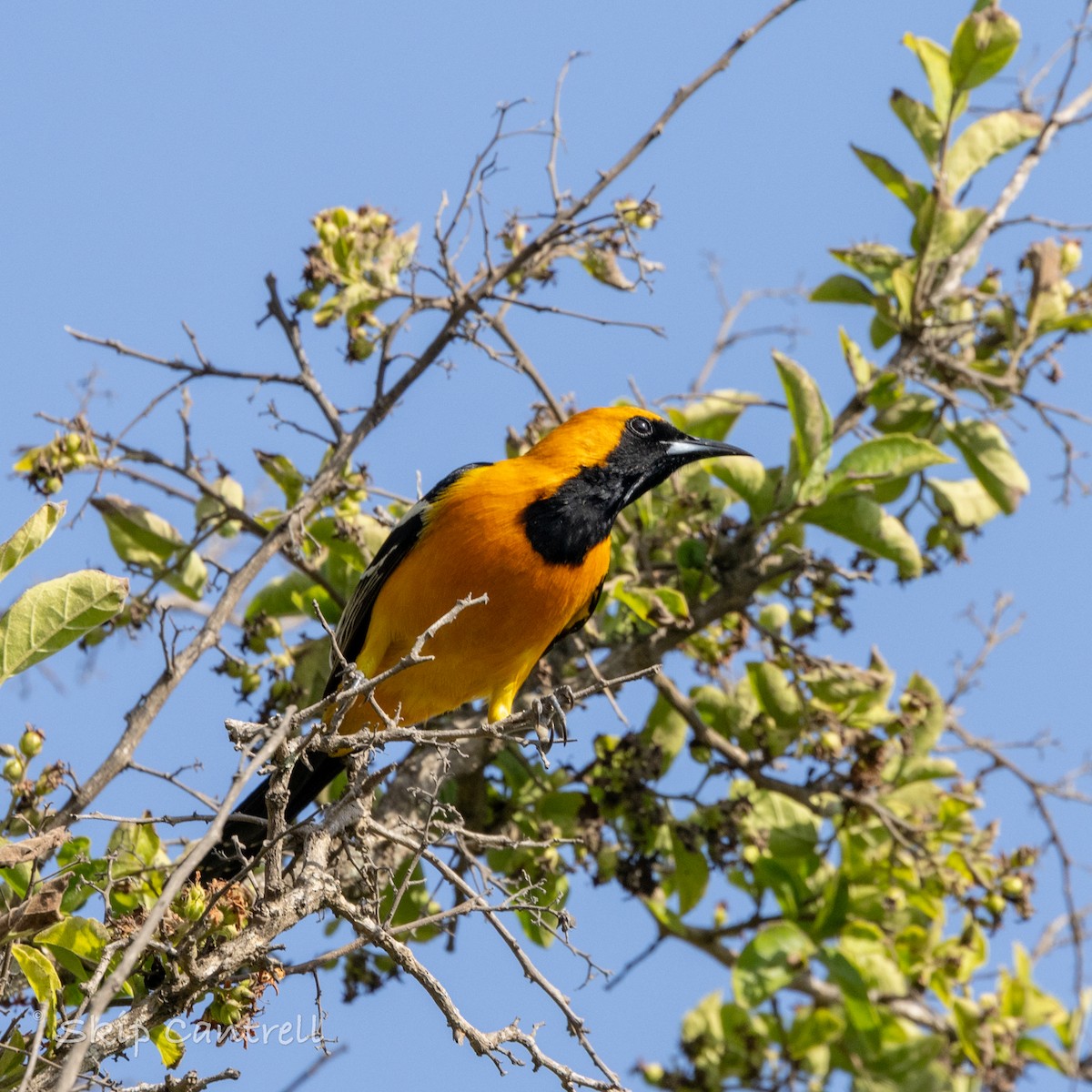 Oriole masqué - ML616746386