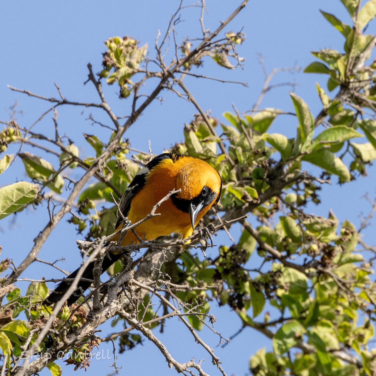 Hooded Oriole - ML616746387