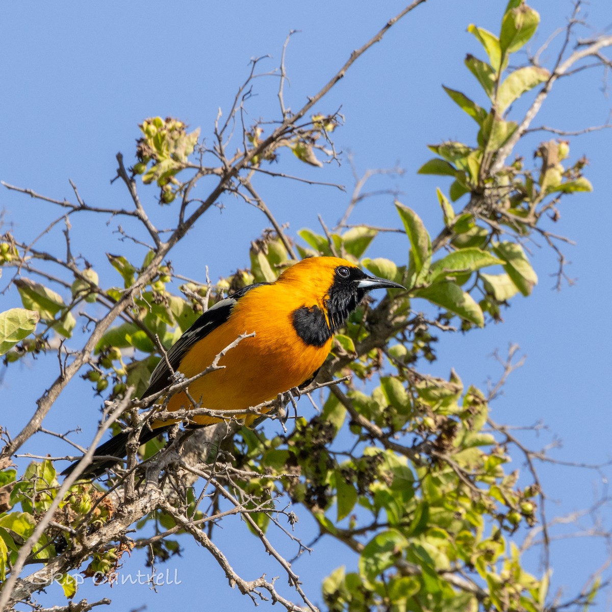 Hooded Oriole - ML616746388