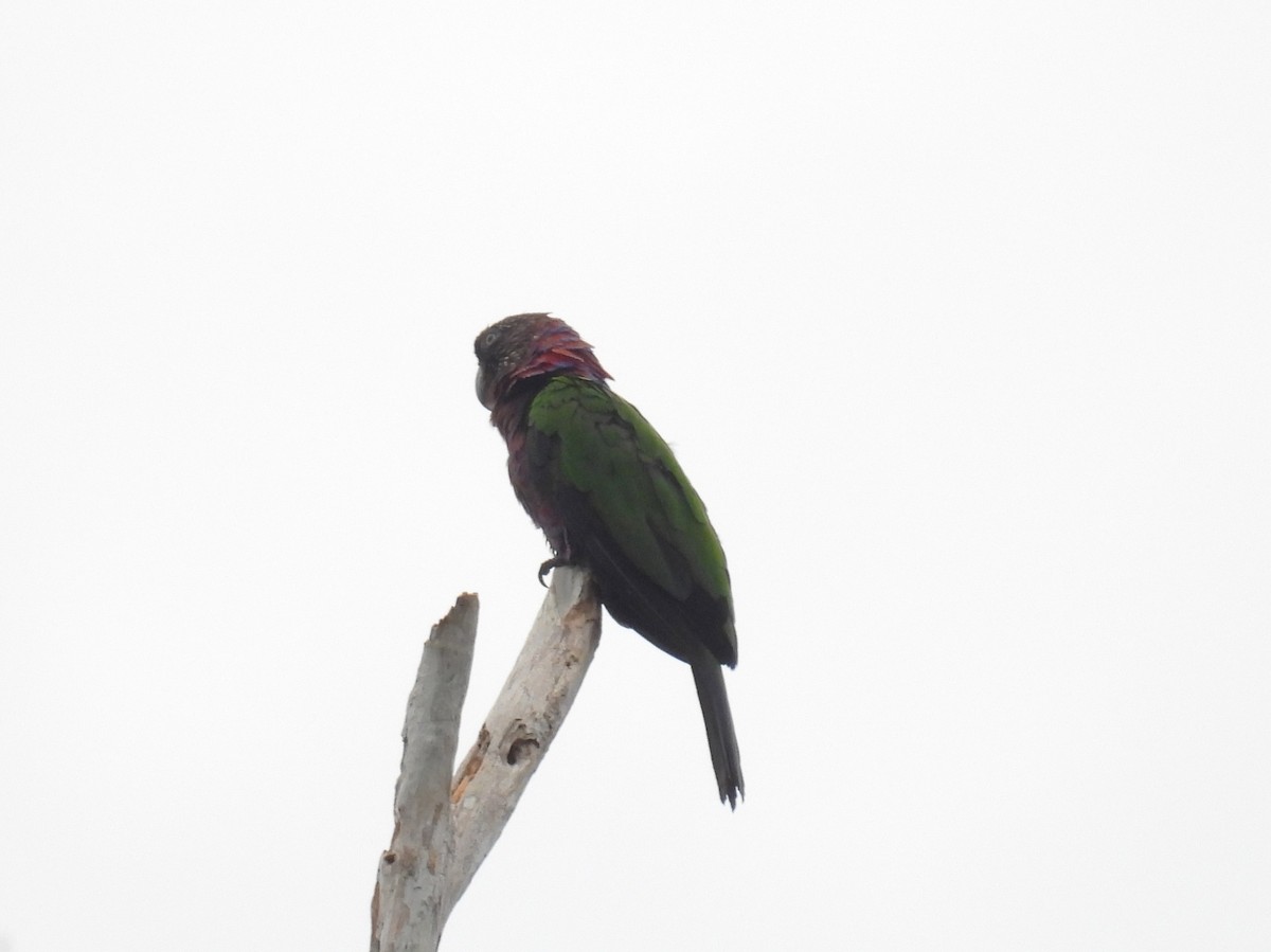 Red-fan Parrot - ML616746428