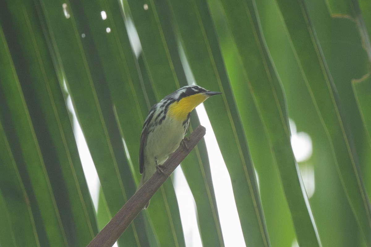 Yellow-throated Warbler - ML616746494