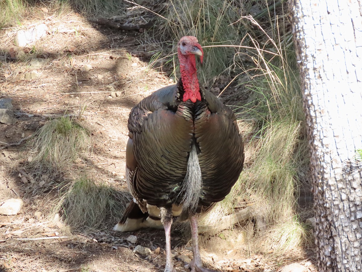 Wild Turkey - ML616746503