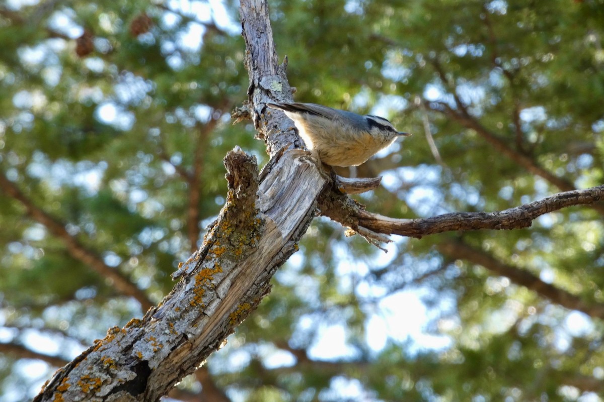 Red-breasted Nuthatch - ML616746509