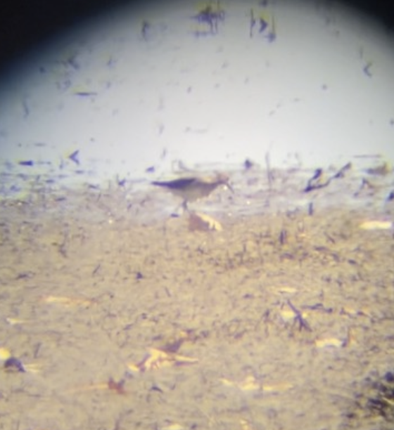 アメリカウズラシギ - ML616746518