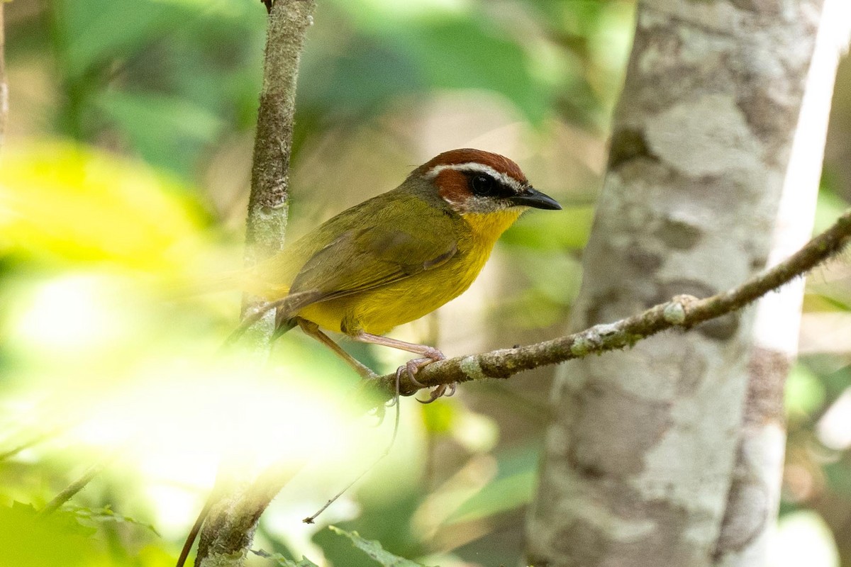 Rufous-capped Warbler - ML616746530