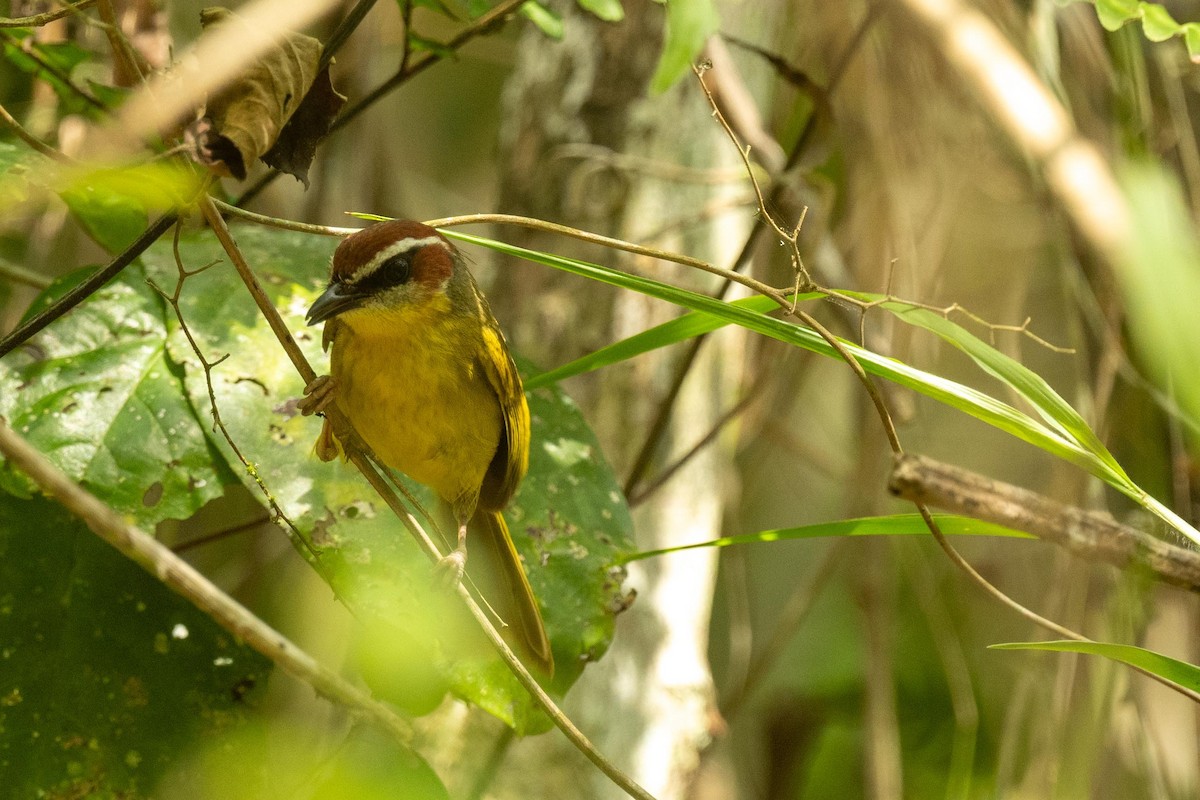 Rufous-capped Warbler - ML616746532