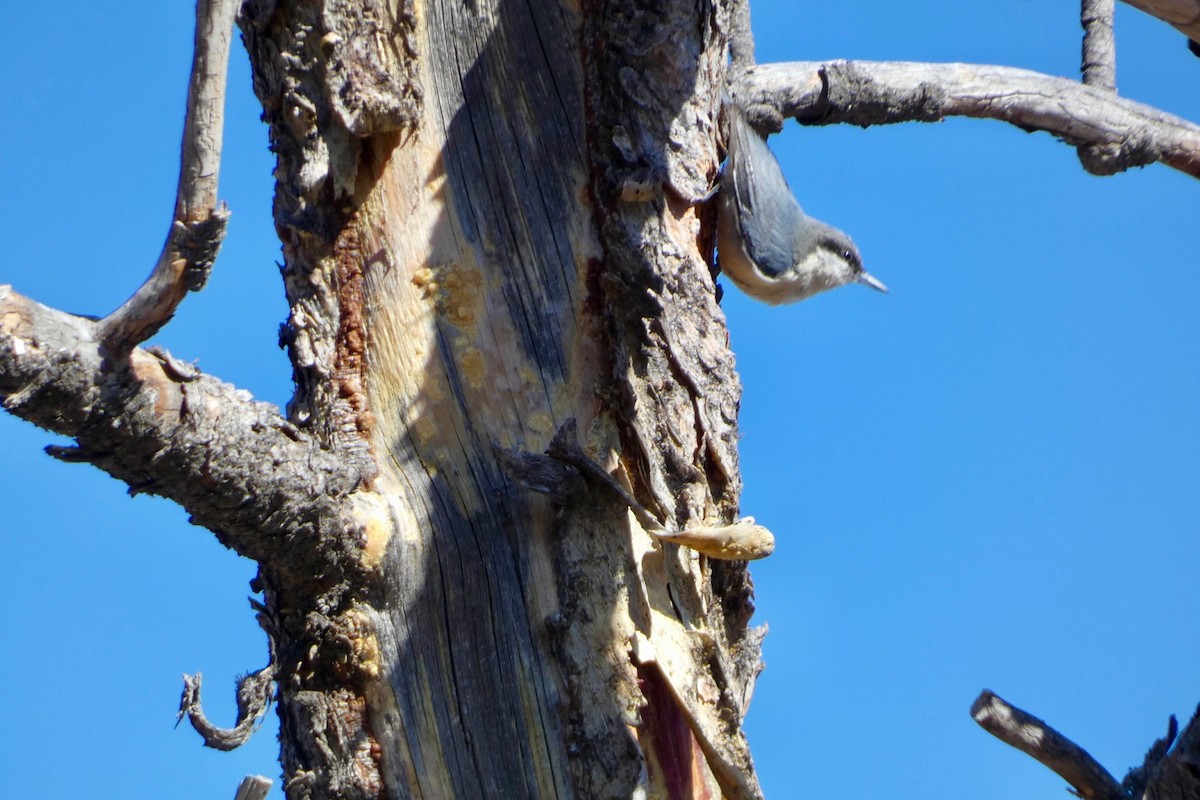 Pygmy Nuthatch - ML616746559