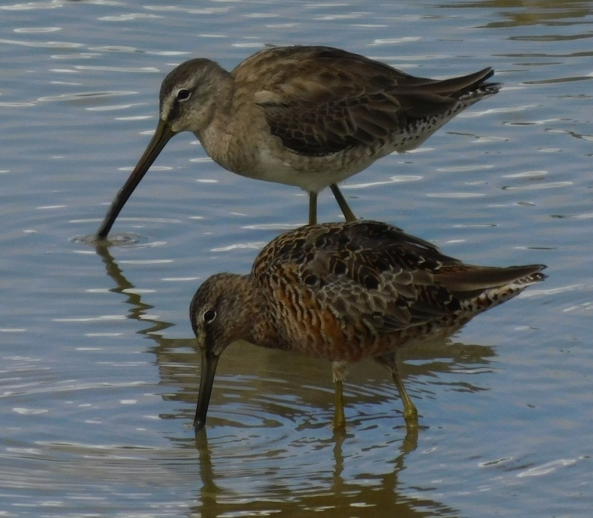Long-billed Dowitcher - ML616746561