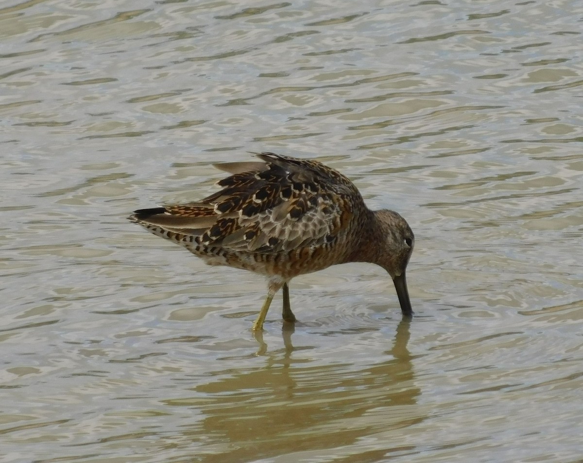 Long-billed Dowitcher - ML616746562