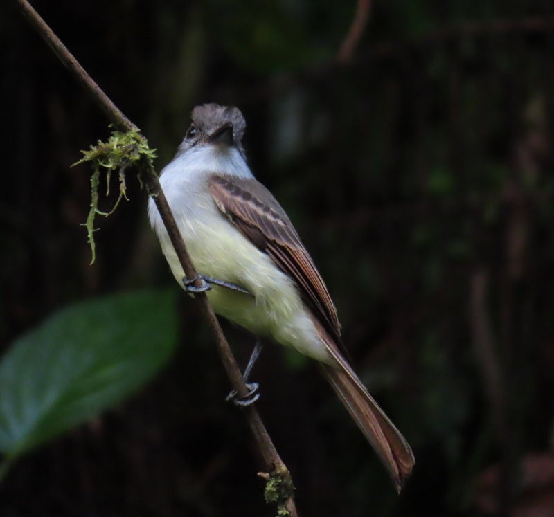 Lesser Antillean Flycatcher - ML616746563