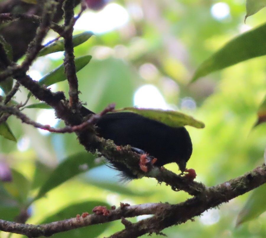 St. Lucia Black Finch - ML616746574