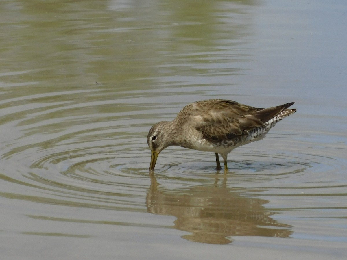 Long-billed Dowitcher - ML616746575