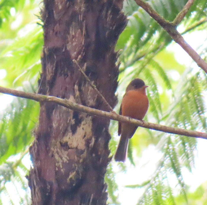 Lesser Antillean Pewee (St. Lucia) - Cos .