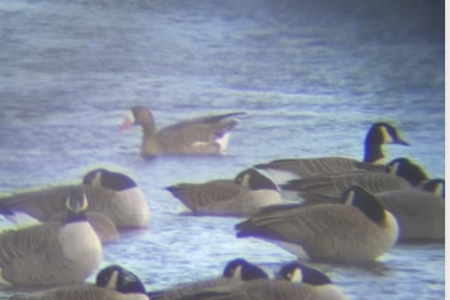 Greater White-fronted Goose - Anne-Marie Laroche