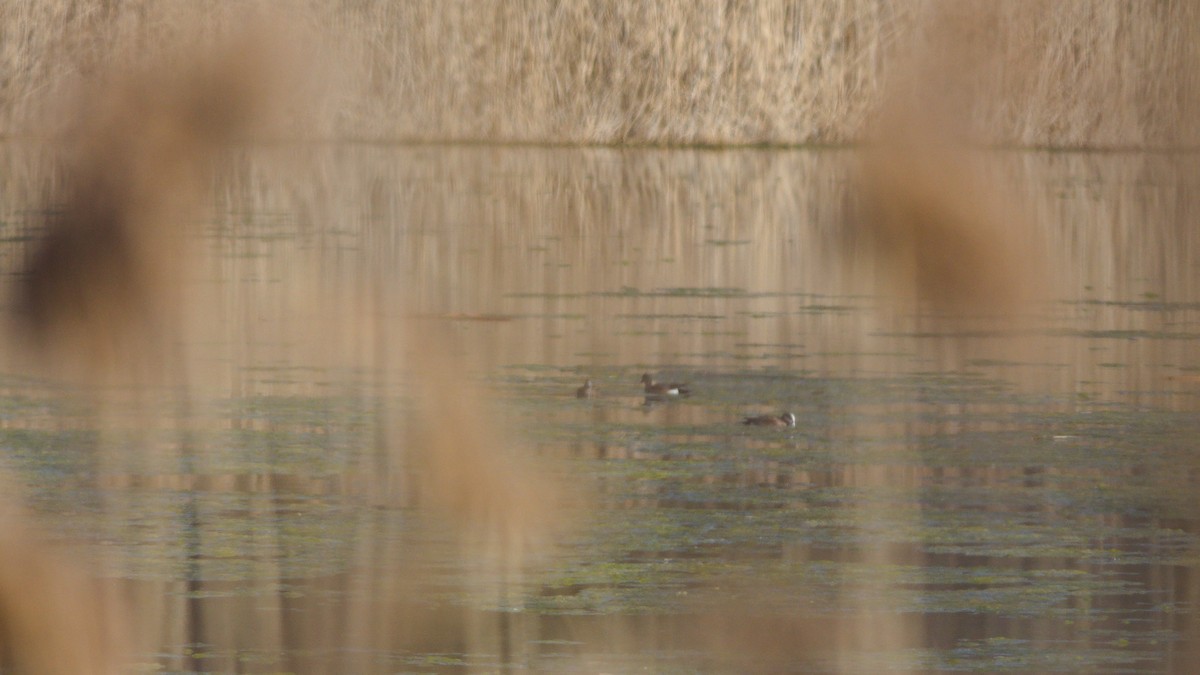 American Wigeon - ML616746648