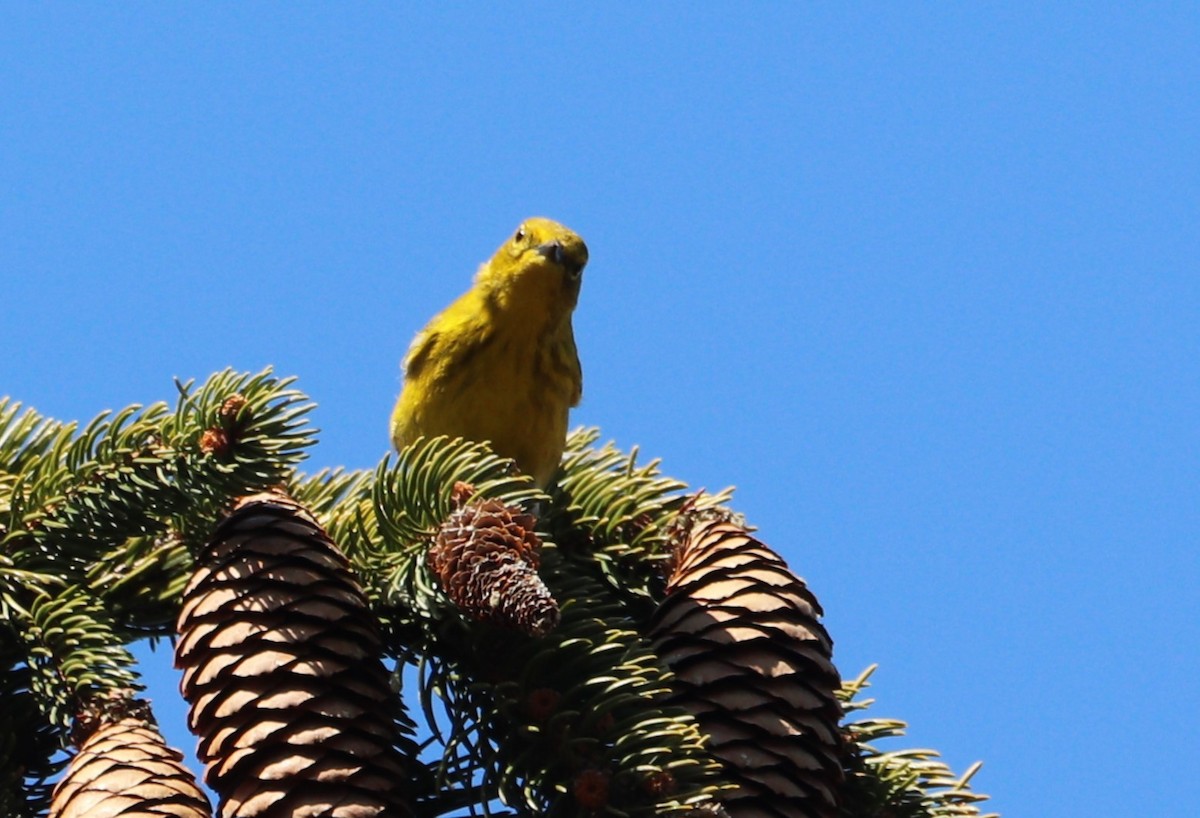 Pine Warbler - MA 2