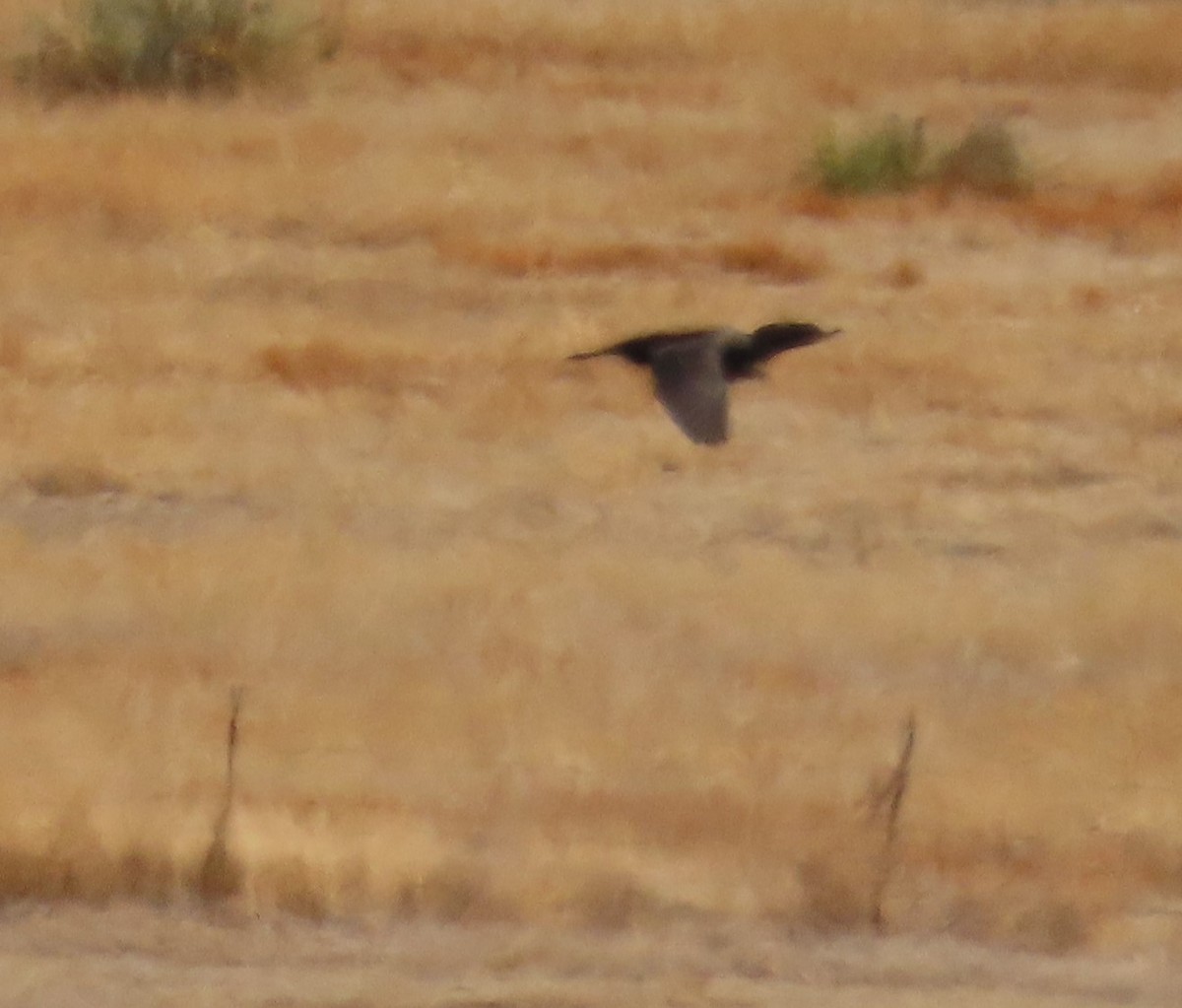 Double-crested Cormorant - ML616746668