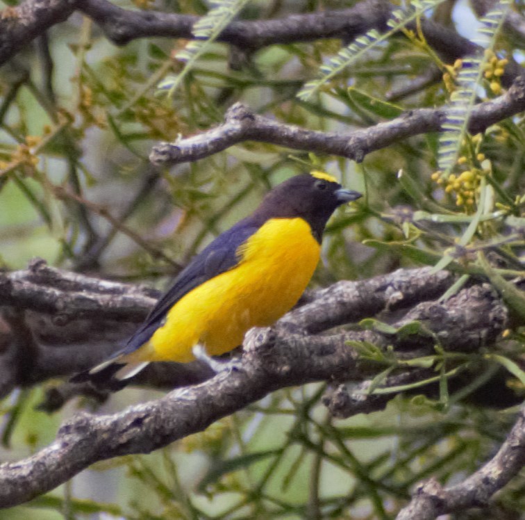 Purple-throated Euphonia - ML616746669