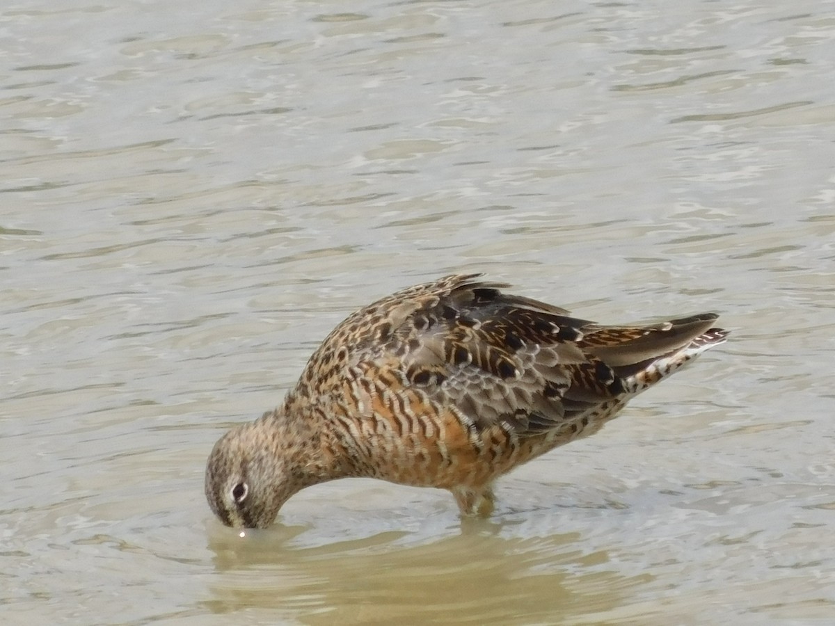 Long-billed Dowitcher - ML616746705