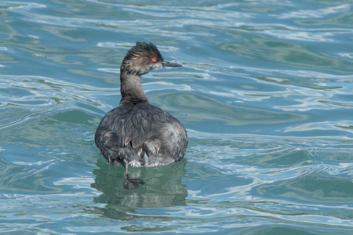 Eared Grebe - ML616746731