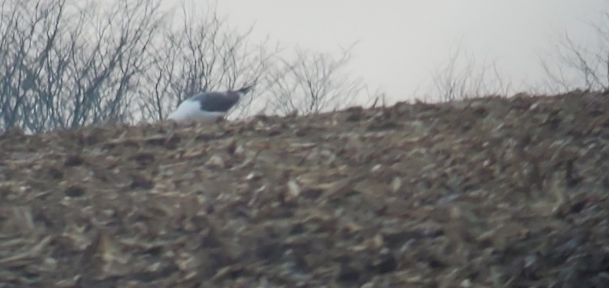 Lesser Black-backed Gull - Dustin Holschuh