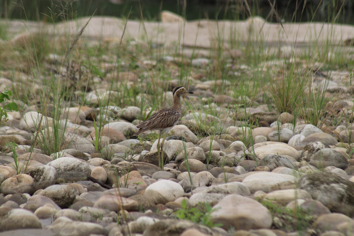 Double-striped Thick-knee - ML616746752