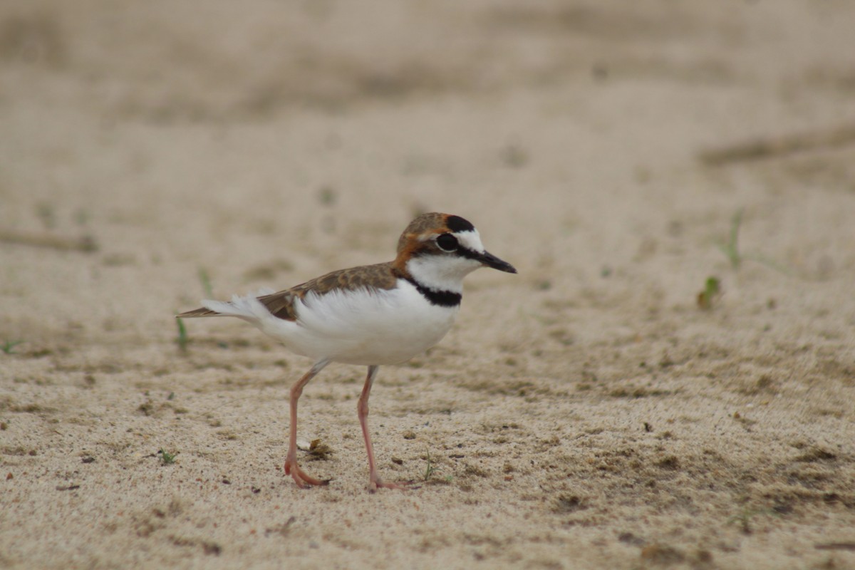 Collared Plover - ML616746769